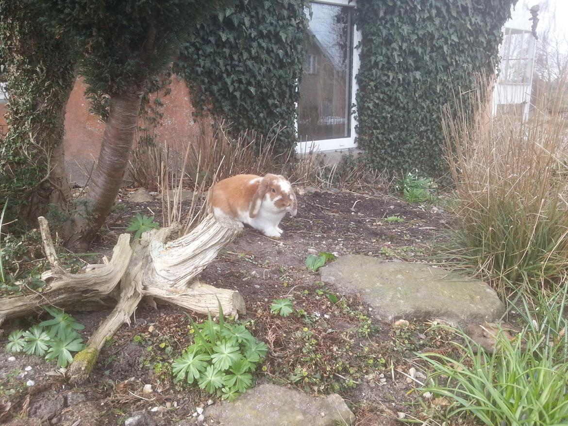 Kanin Captain Jack Sparrow billede 11