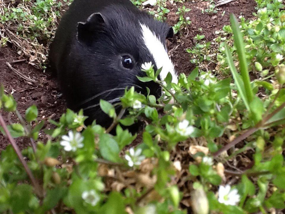 Marsvin Blis billede 16