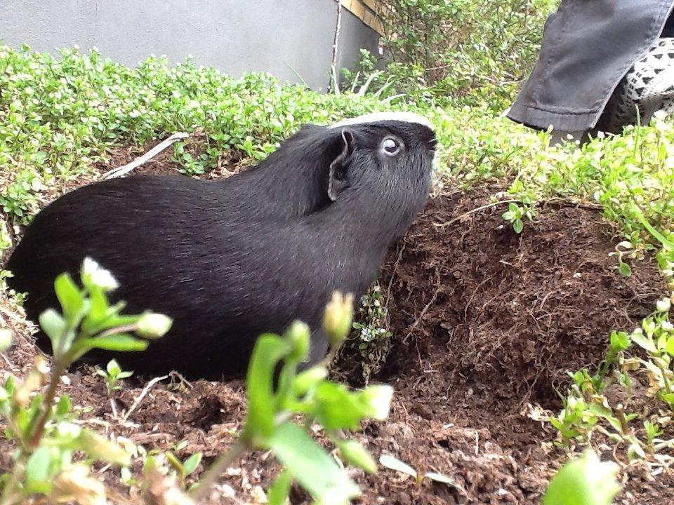 Marsvin Blis billede 17