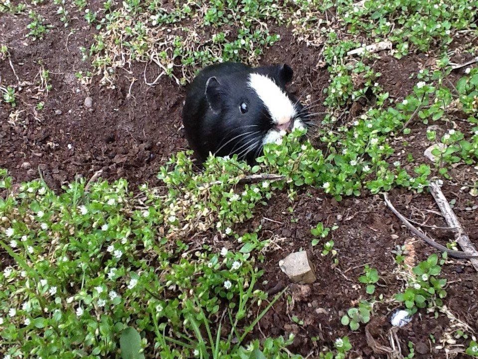 Marsvin Blis billede 18