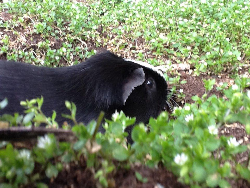 Marsvin Blis billede 19