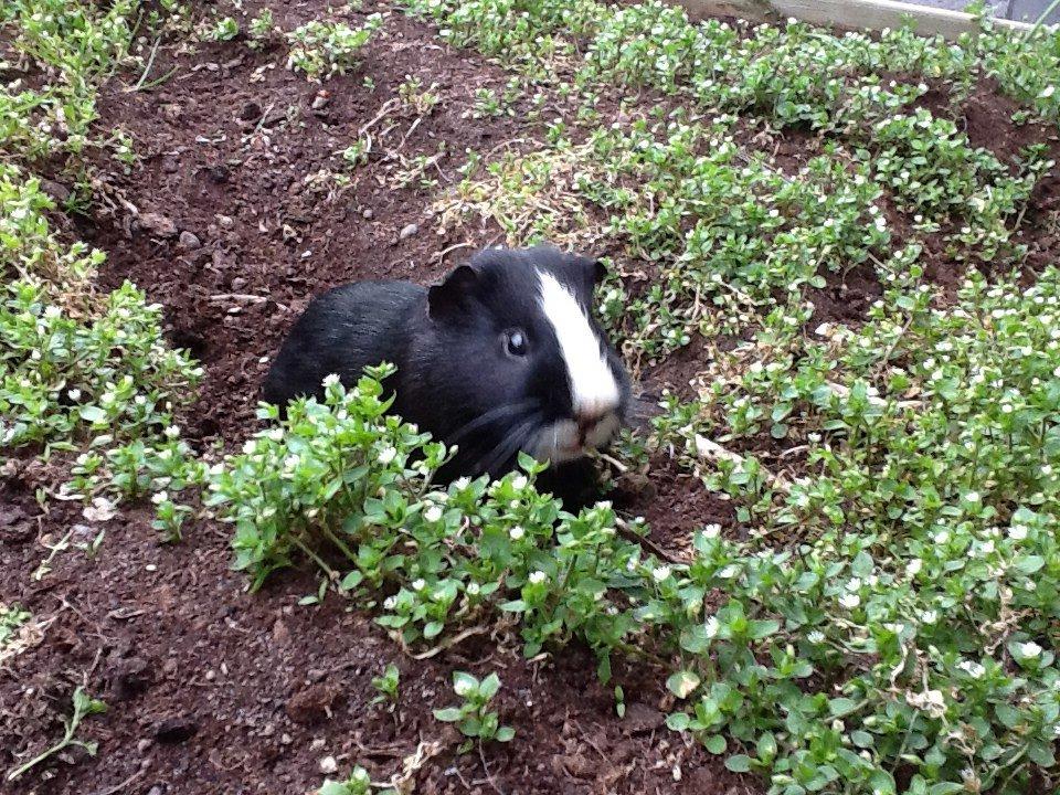 Marsvin Blis billede 20