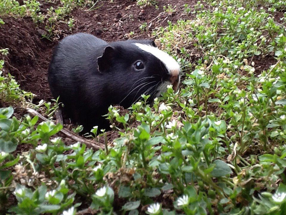 Marsvin Blis billede 21