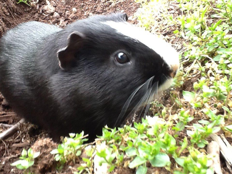 Marsvin Blis billede 22