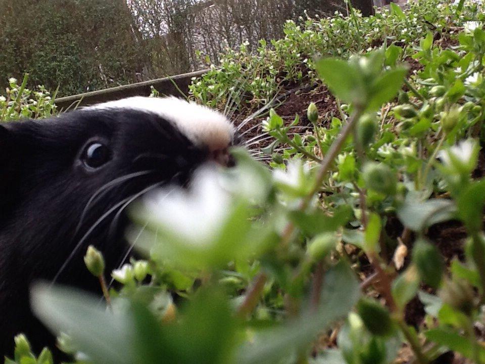 Marsvin Blis billede 23