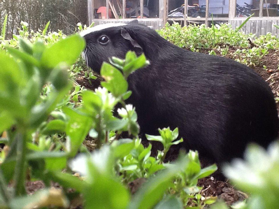 Marsvin Blis billede 24