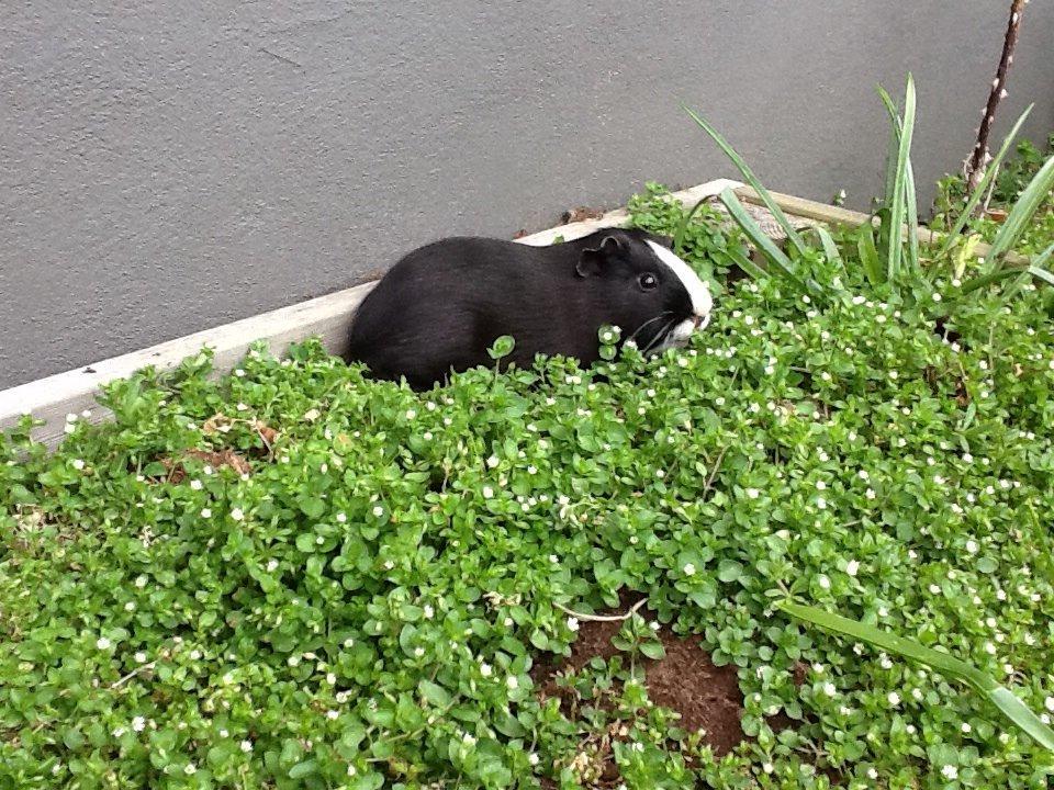 Marsvin Blis billede 25