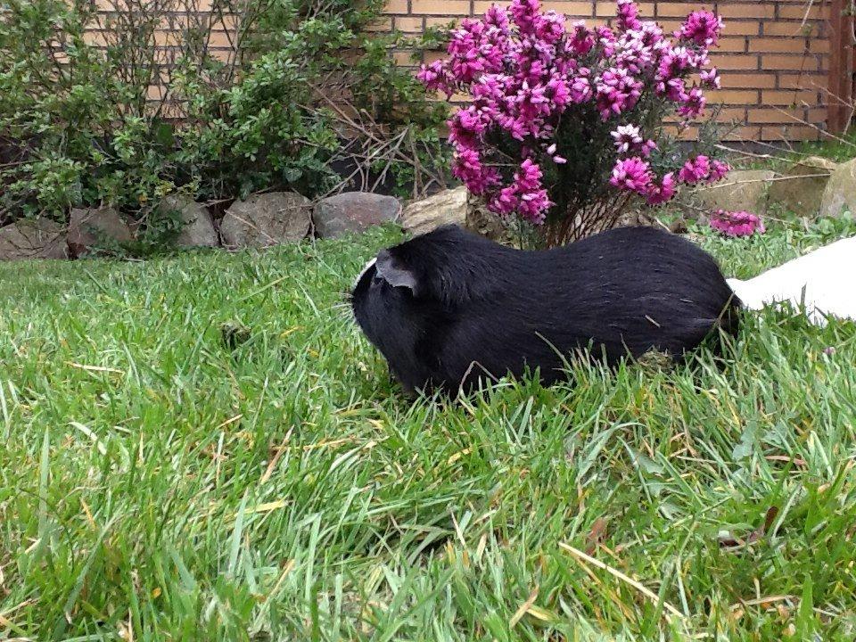 Marsvin Blis billede 26