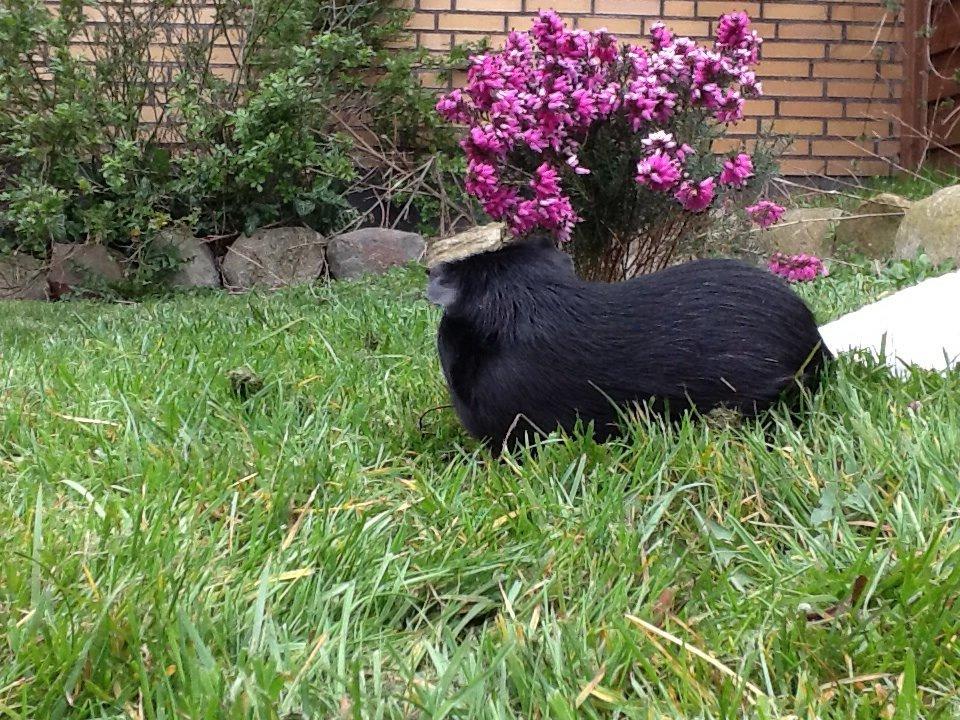 Marsvin Blis billede 27