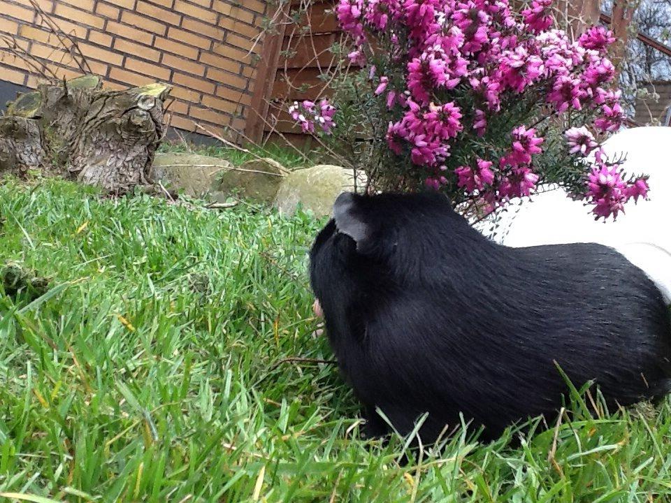 Marsvin Blis billede 28