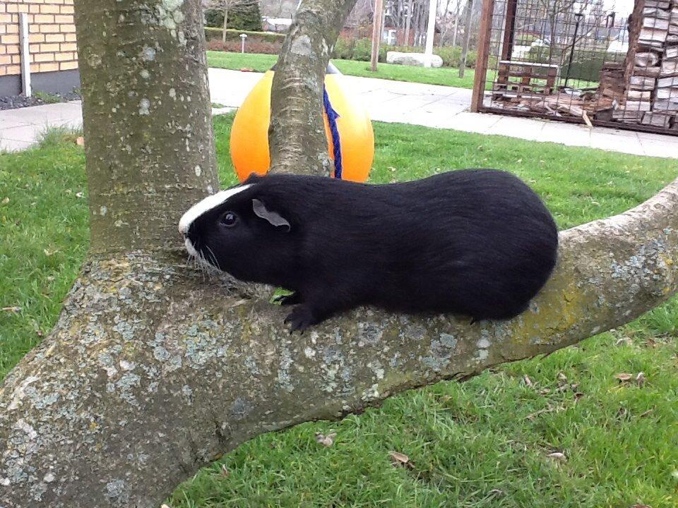 Marsvin Blis billede 29