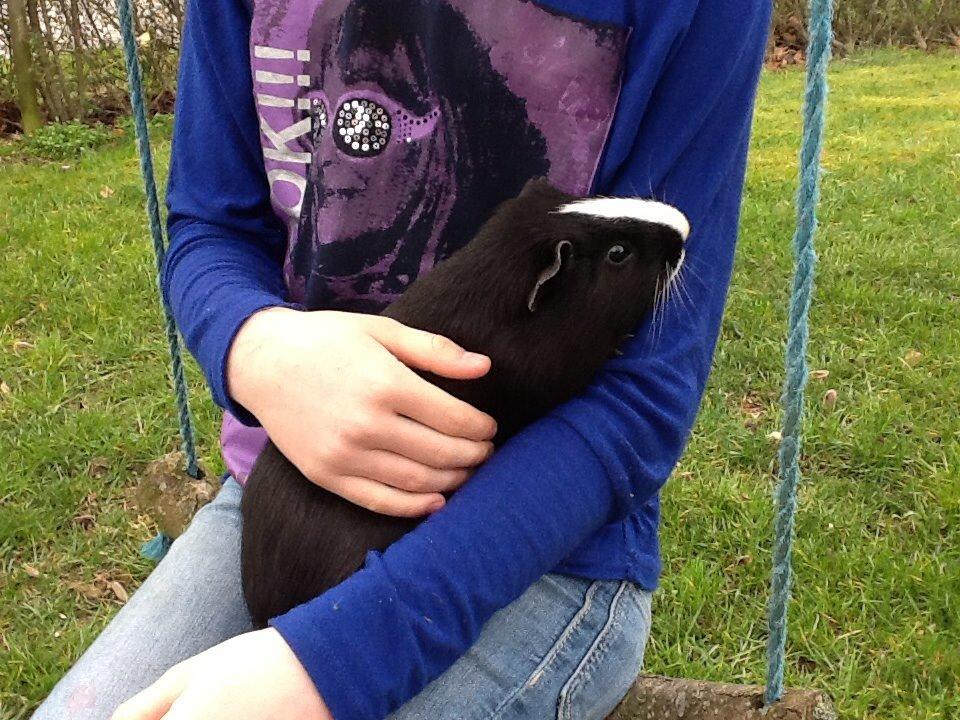 Marsvin Blis billede 32