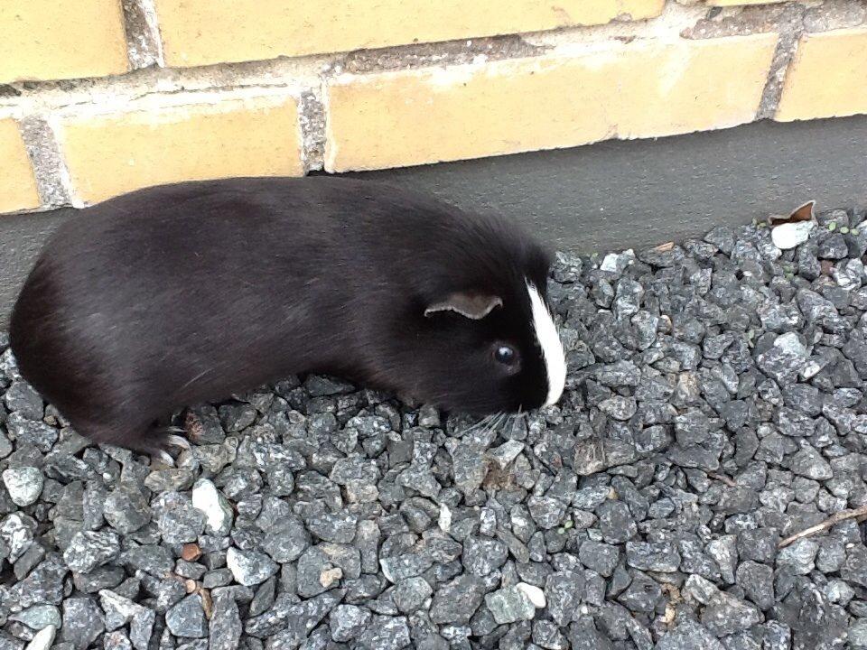 Marsvin Blis billede 30