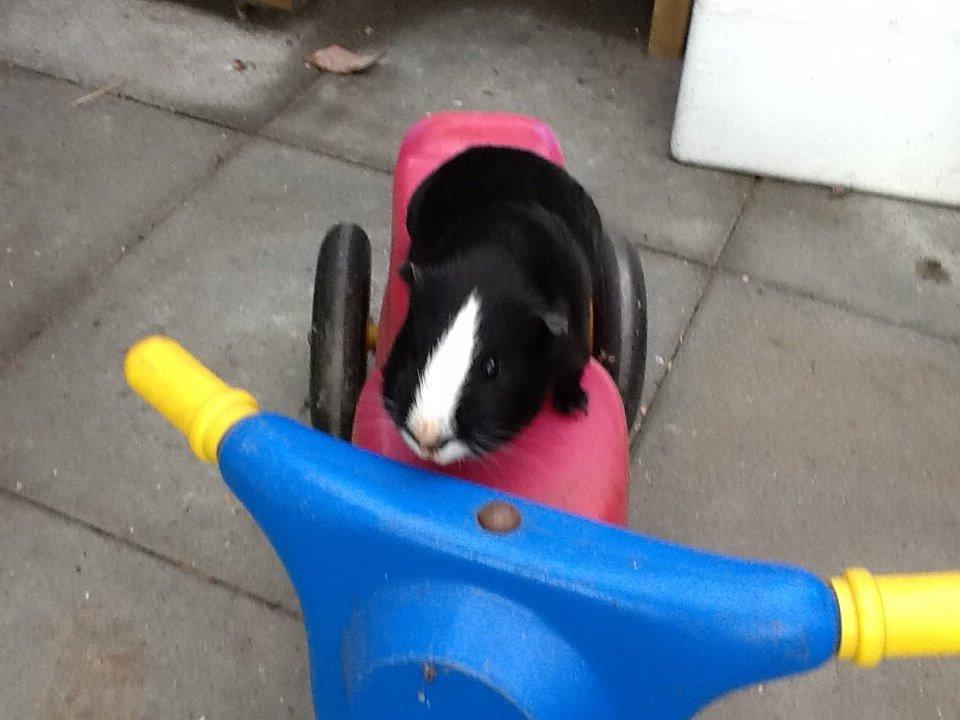 Marsvin Blis billede 31