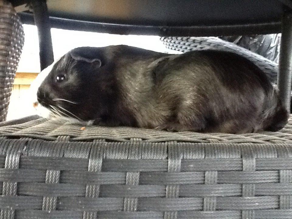 Marsvin Blis billede 33