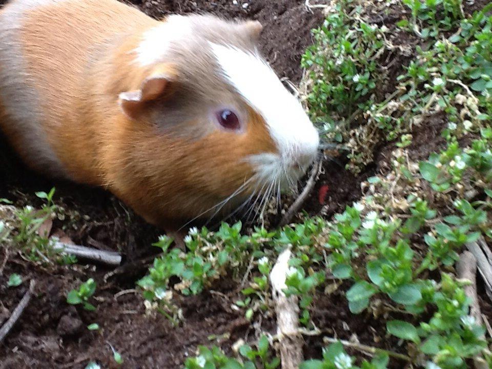 Marsvin PallePjuske billede 16