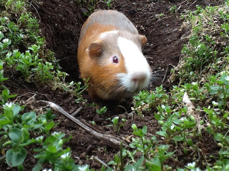 Marsvin PallePjuske billede 18