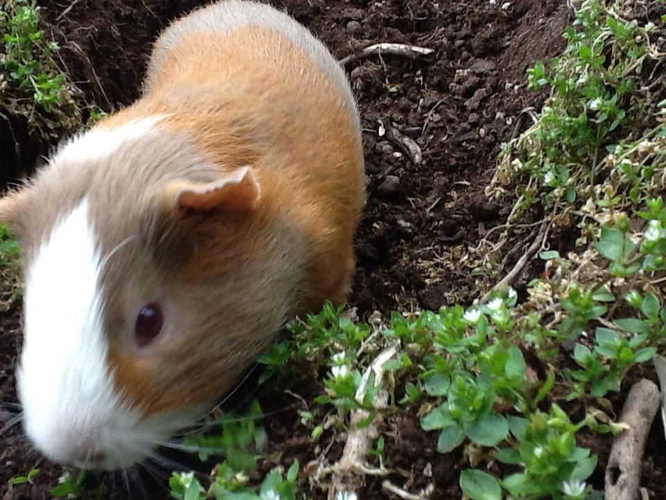 Marsvin PallePjuske billede 17