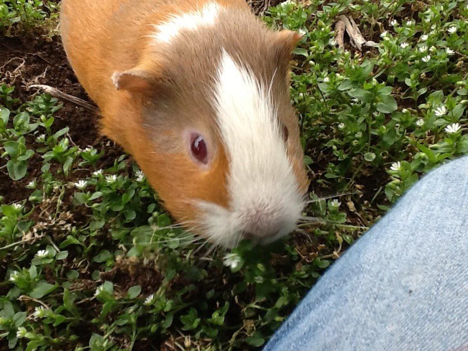 Marsvin PallePjuske billede 19