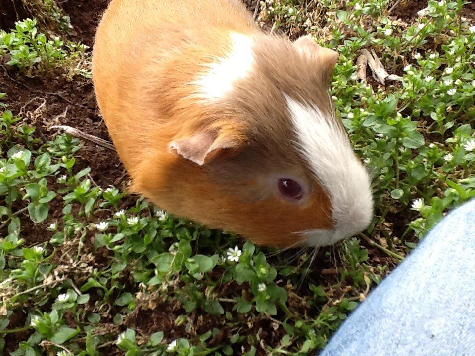 Marsvin PallePjuske billede 20