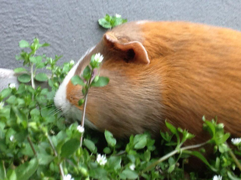 Marsvin PallePjuske billede 21