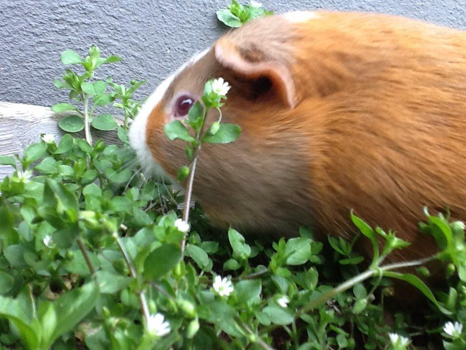 Marsvin PallePjuske billede 22