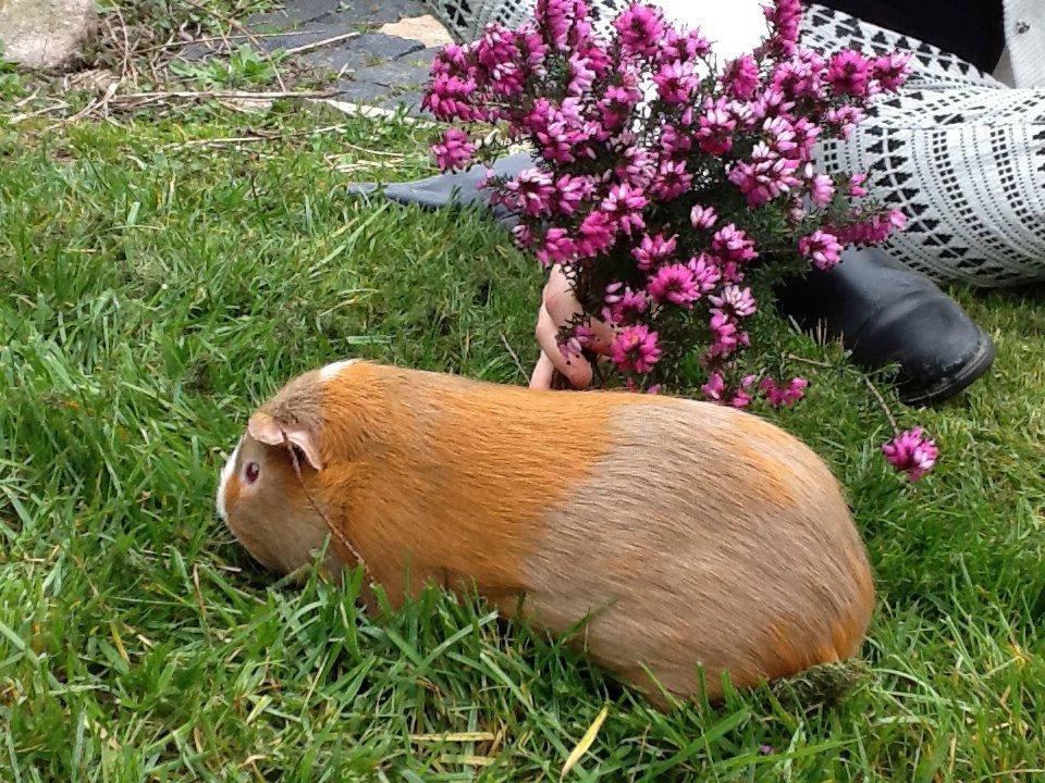 Marsvin PallePjuske billede 25