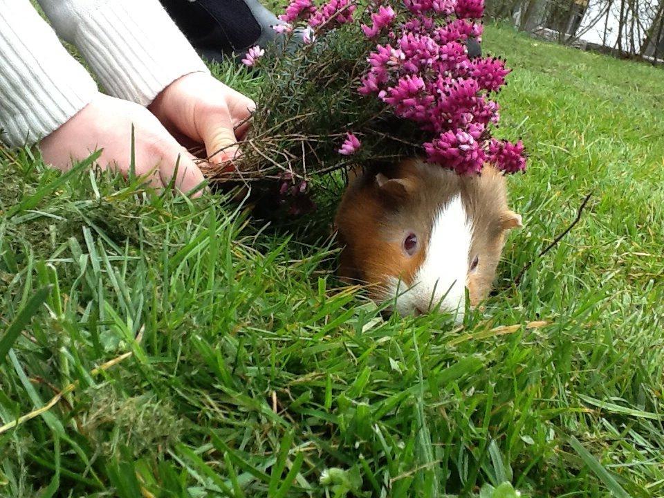 Marsvin PallePjuske billede 23