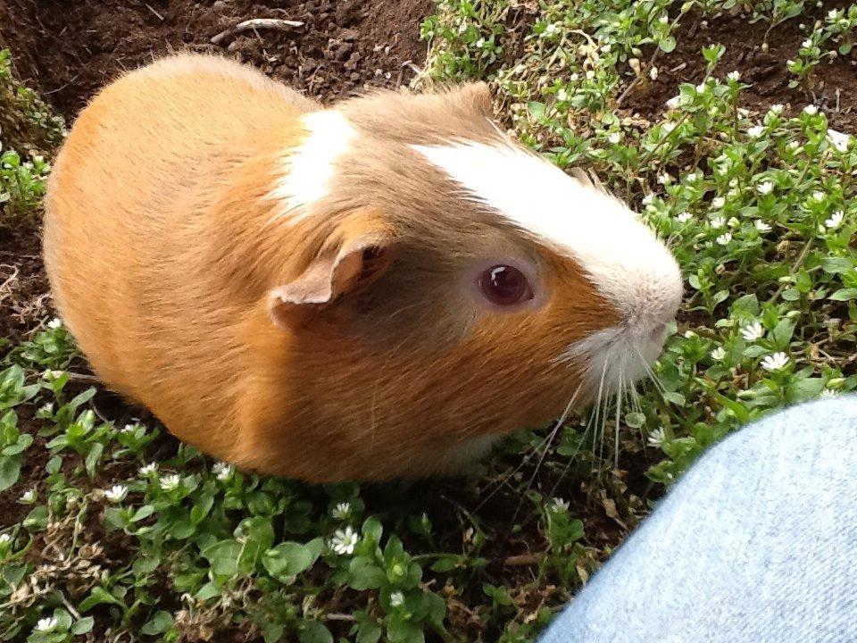 Marsvin PallePjuske billede 24