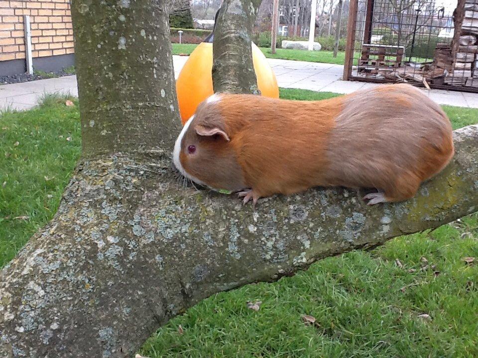 Marsvin PallePjuske billede 26