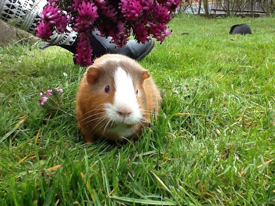 Marsvin PallePjuske billede 27