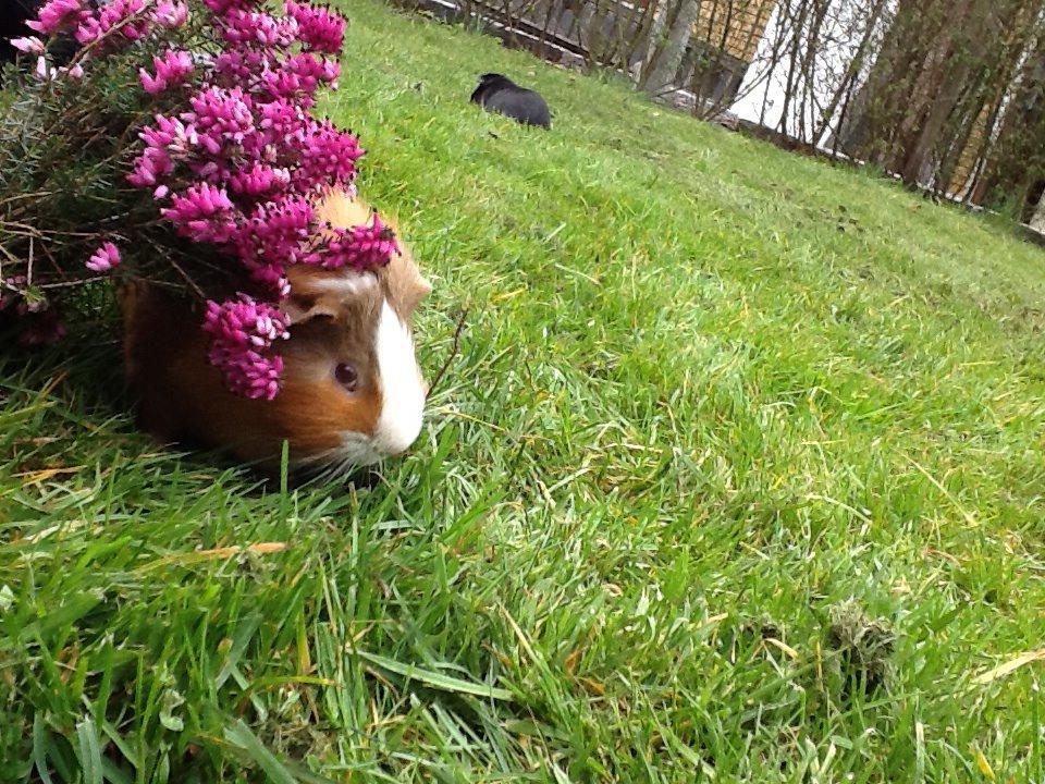 Marsvin PallePjuske billede 28