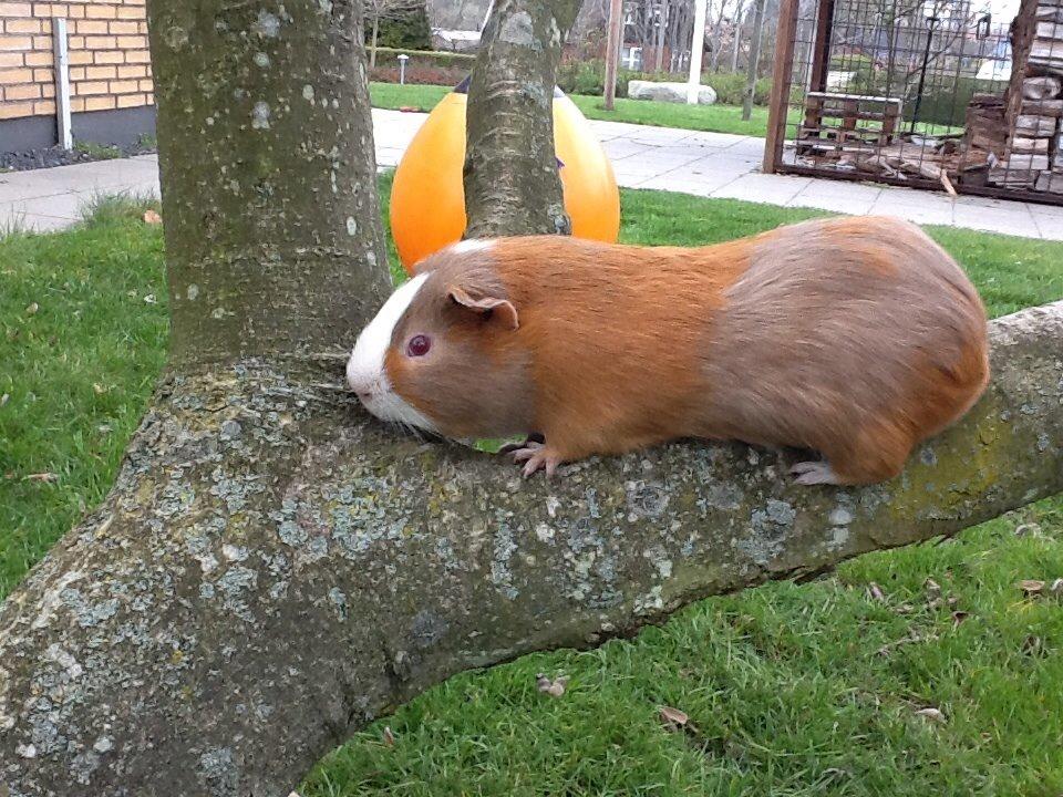 Marsvin PallePjuske billede 30