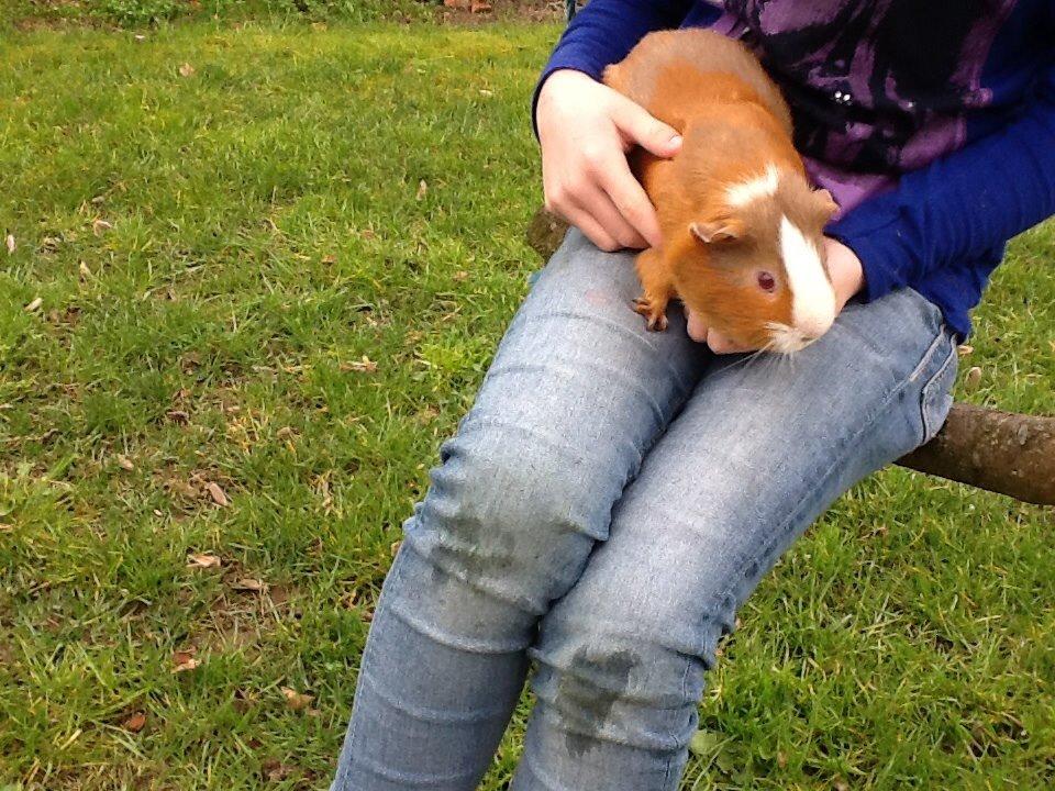 Marsvin PallePjuske billede 29