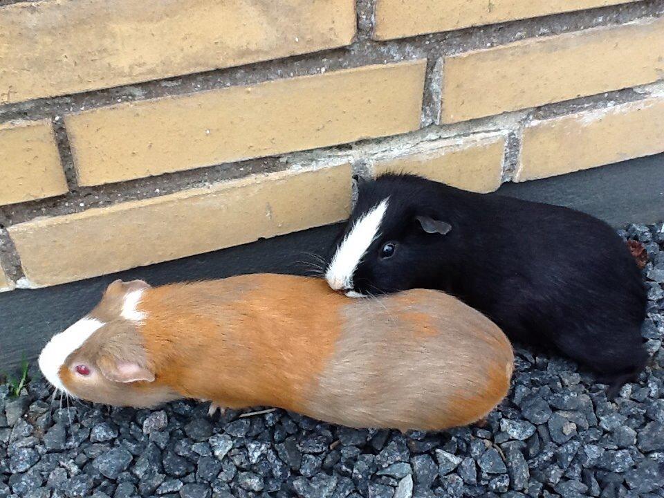 Marsvin PallePjuske billede 31