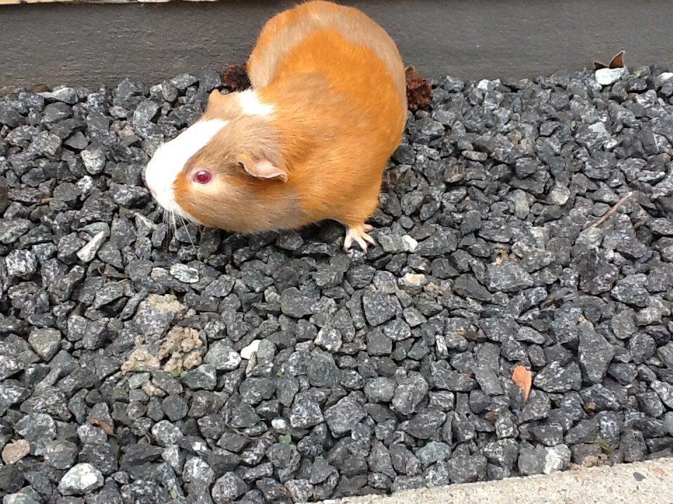 Marsvin PallePjuske billede 34