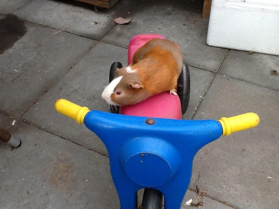 Marsvin PallePjuske billede 33