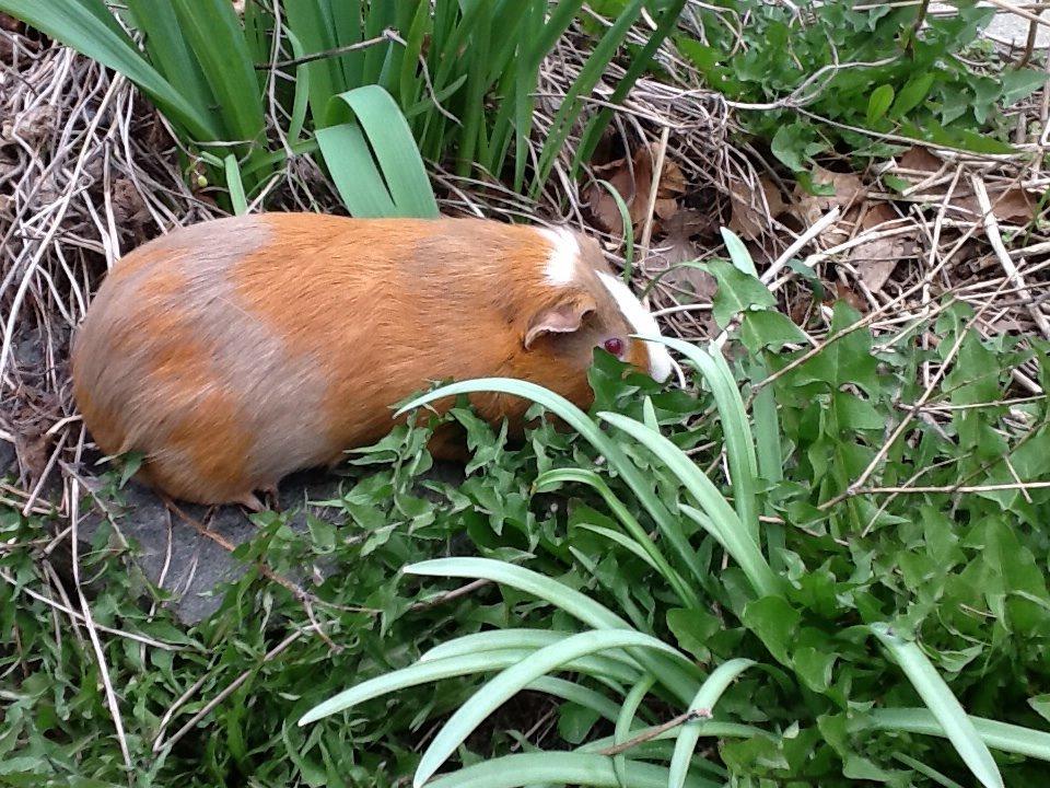 Marsvin PallePjuske billede 32