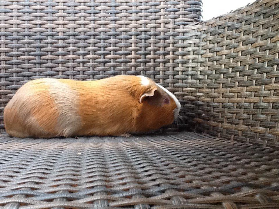 Marsvin PallePjuske billede 35