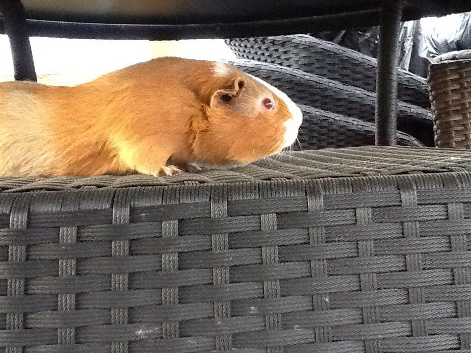 Marsvin PallePjuske billede 36