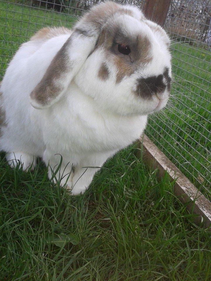 Kanin stampe billede 2