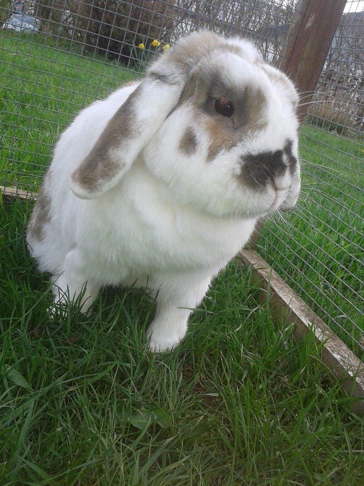 Kanin stampe billede 3