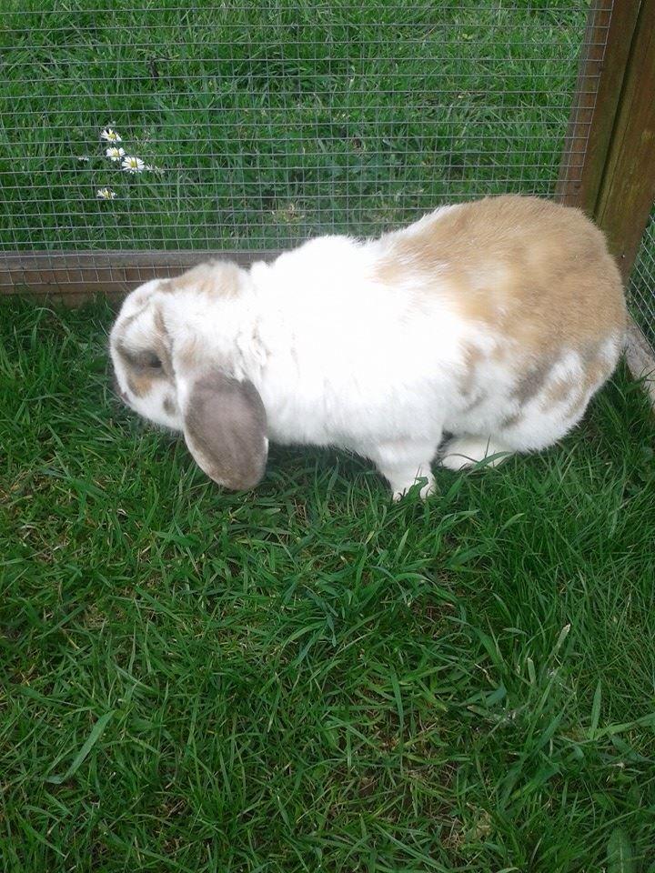 Kanin stampe billede 4