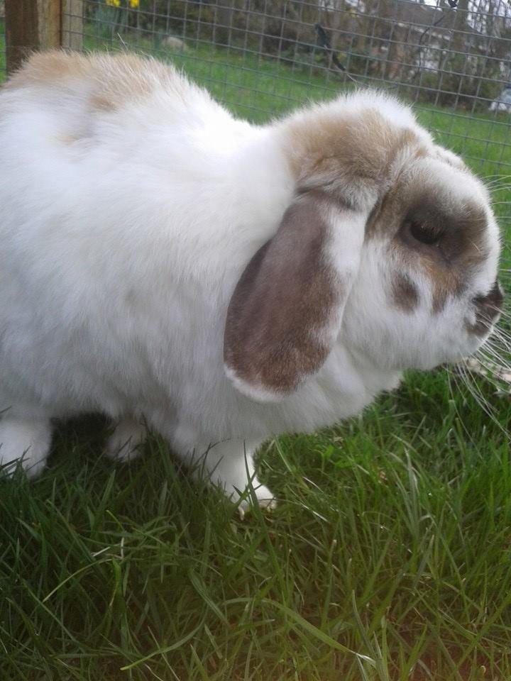 Kanin stampe billede 5