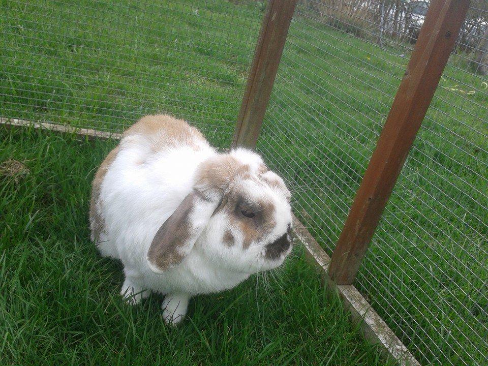 Kanin stampe billede 6