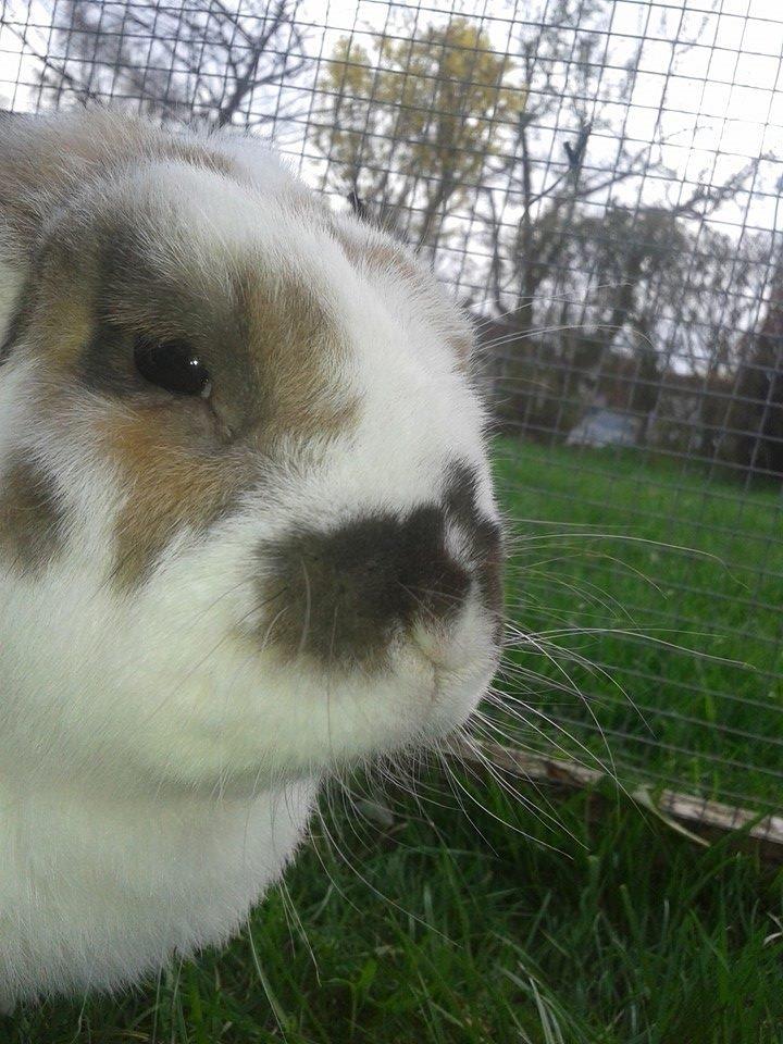 Kanin stampe billede 7