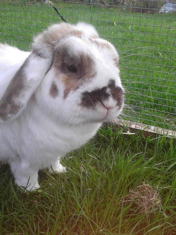 Kanin stampe billede 8