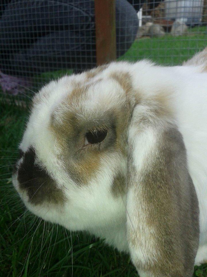 Kanin stampe billede 9