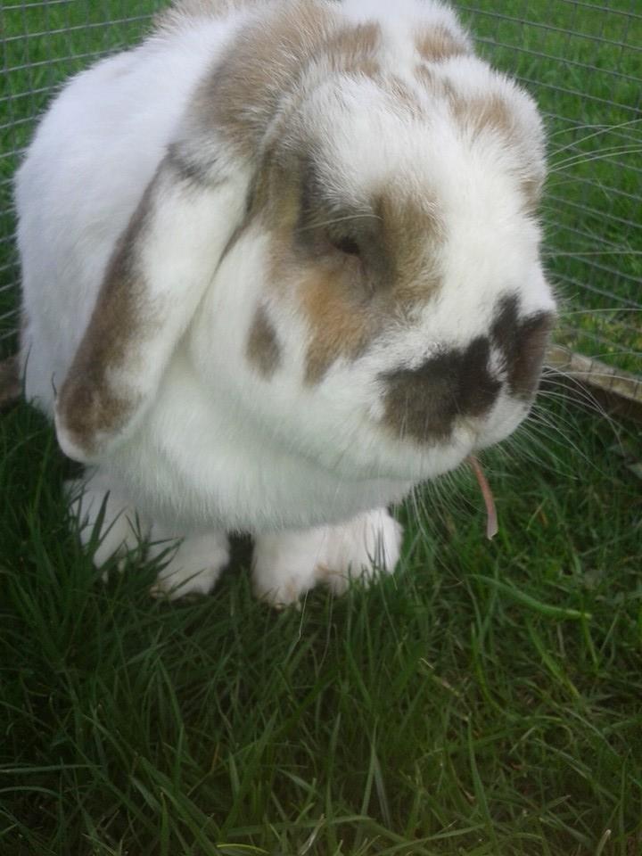 Kanin stampe billede 10