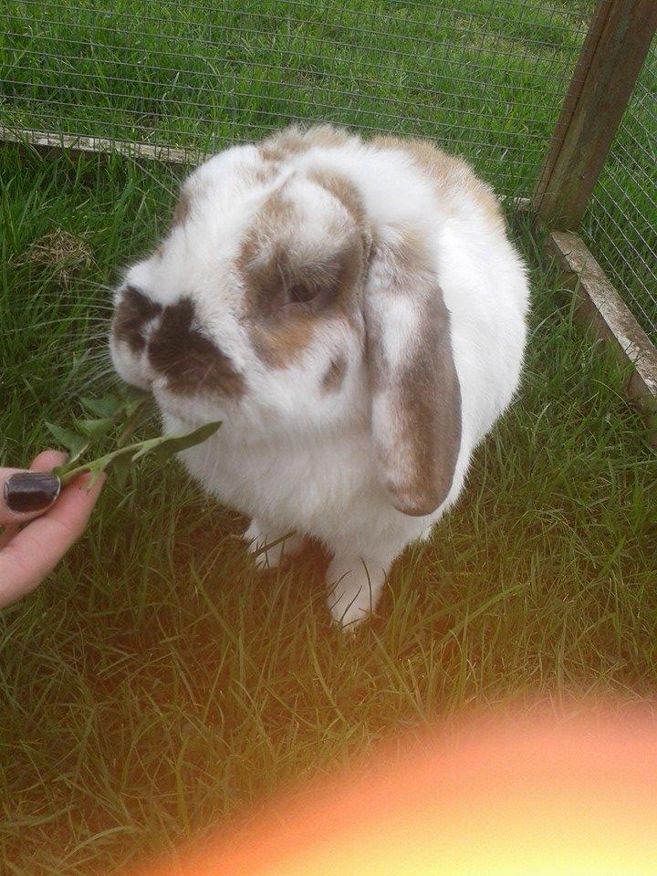 Kanin stampe billede 11